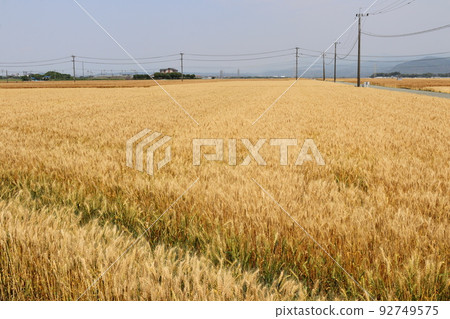 Wheat autumn landscape 92749575