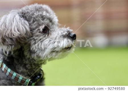 Silver toy poodle face close-up expression Silver toy poodle face close-up expression 92749580