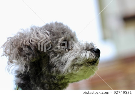 Silver toy poodle face close-up expression Silver toy poodle face close-up expression 92749581