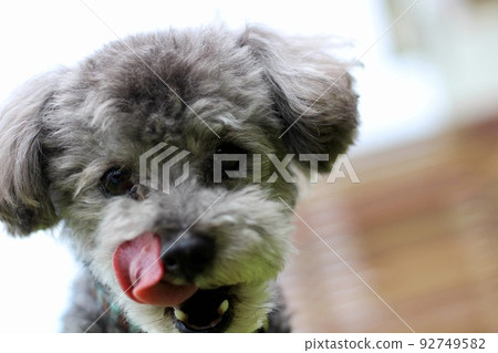 Silver toy poodle face close-up expression Silver toy poodle face close-up expression 92749582