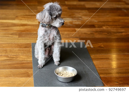 Toy on sale poodle food