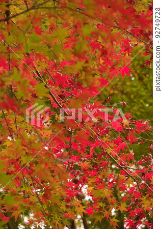 秋天的傳統秋葉森林 1 92749728