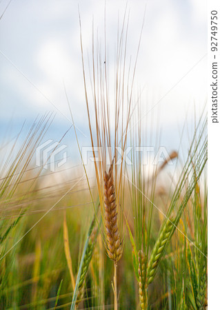 An ear of rye or wheat in the field. rye meadow moving on the wind An ear of rye or wheat in the field. rye meadow moving on the wind 92749750