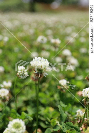 White clover blooming in early summer White clover blooming in early summer 92749842