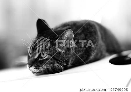 Pheasant cat on the car monochrome 92749908