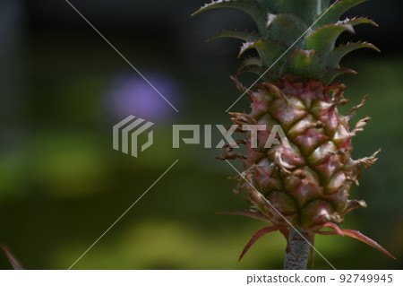 多汁植物 92749945