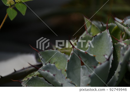 多汁植物 多汁植物 92749946