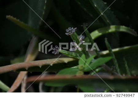 多汁植物 92749947