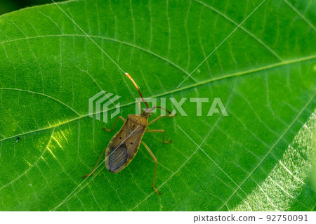 Hoshi Hararillo Helicopter bug 92750091