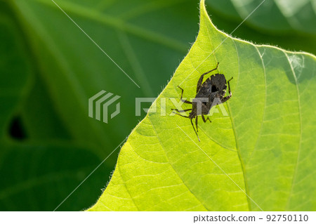 Hojoki bug 92750110