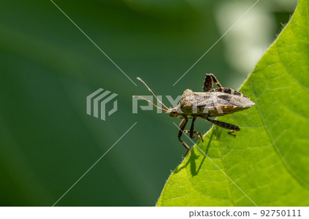 Hojoki bug 92750111