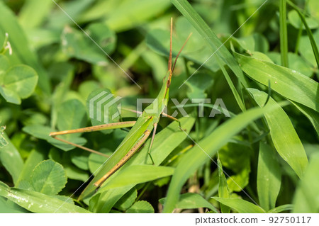 Shorurigata 92750117