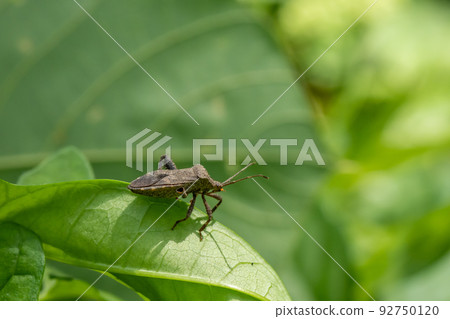 Hojoki bug 92750120