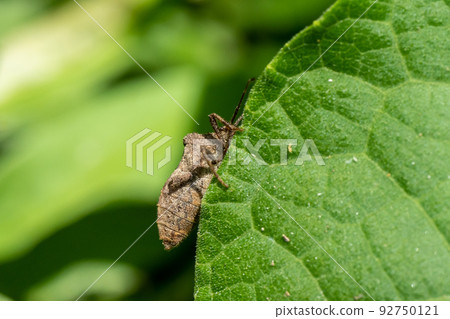 Hojoki bug 92750121