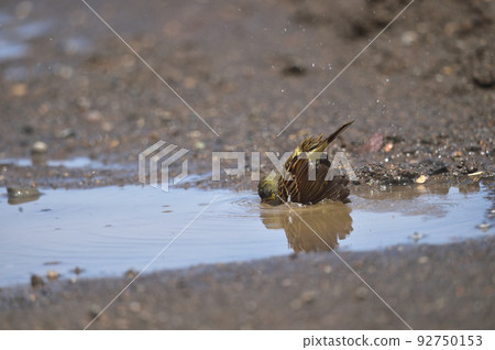 Blue-green algae bathing in a puddle (Hokkaido) 92750153