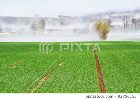 Ground fog in the Shiretoko region (Hokkaido) Ground fog in the Shiretoko region (Hokkaido) 92750155