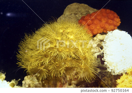 Coral Reef Coral Reef 92750164