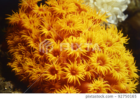 Coral Reef Coral Reef 92750165