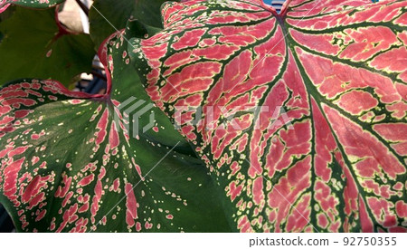 Brilliant leaves Brilliant leaves 92750355