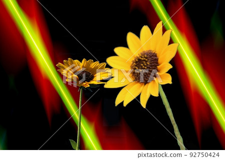 Summer flowers bloom! Twice 92750424