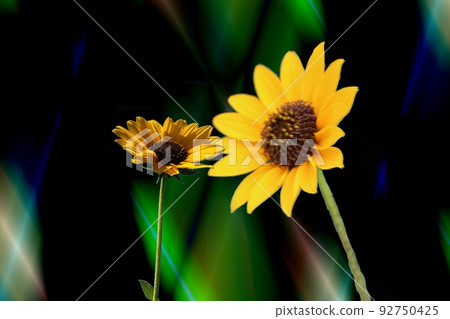 Summer flowers are fine ~~ 92750425