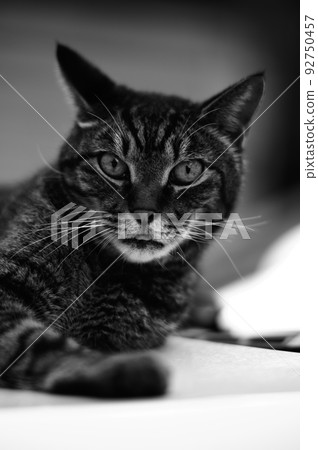 Pheasant cat on the car monochrome photo 92750457