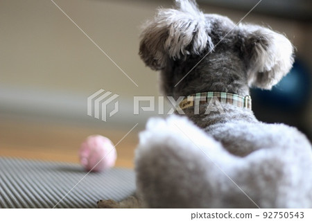The back of toy poodle The back of toy poodle 92750543