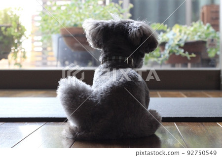 The back of a toy poodle looking out the window 92750549