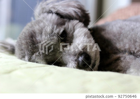 The expression of a toy poodle lying on a sheet indoors 92750646