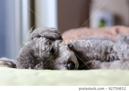 The expression of a toy poodle lying on a sheet indoors 92750652