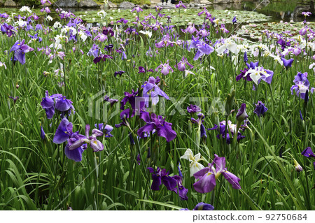 Heian Jingu Shrine Shrine iris Heian Jingu Shrine Shrine iris 92750684