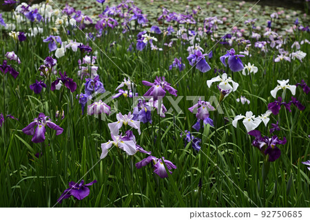 Heian Jingu Shrine Shrine iris Heian Jingu Shrine Shrine iris 92750685