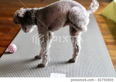 Facial expression of a toy poodle scratching the body 92750808