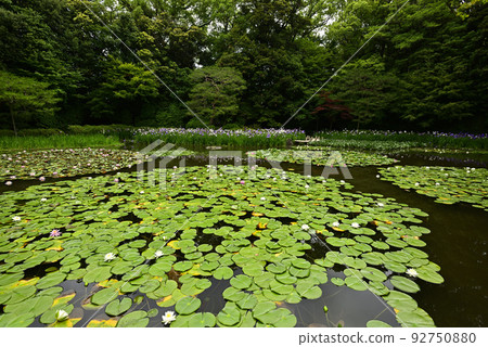 Heian Jingu Shrine Garden Iris and water lilies Heian Jingu Shrine Garden Iris and water lilies 92750880