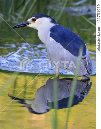 Black-Crowned Night-Heron with nice reflection and green background 92751039