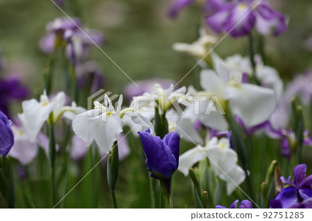 Heian Jingu Shrine Shrine iris Heian Jingu Shrine Shrine iris 92751285