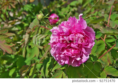 Red peony flowers blooming in the precincts of Anrakuji Temple in Samukawa Red peony flowers blooming in the precincts of Anrakuji Temple in Samukawa 92751470