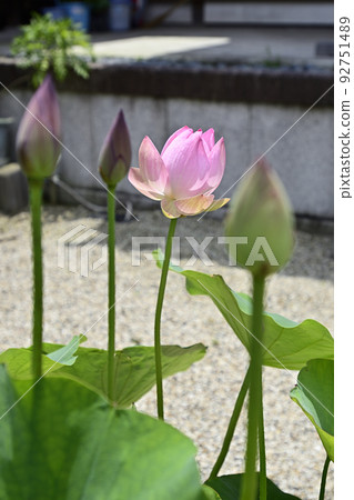 花蓮法珠寺 92751489