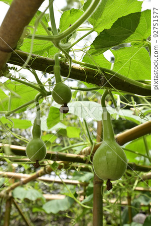 Toyokuni Shrine Sennari Gourd 92751577