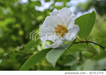 Chisakuin Natsume 92751774