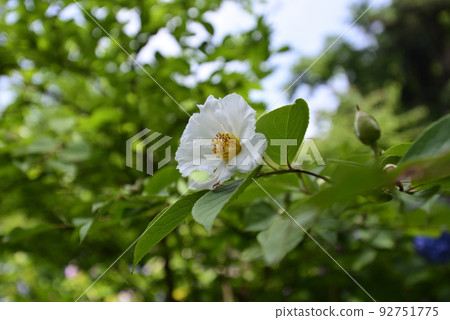 Chisakuin Natsume Chisakuin Natsume 92751775