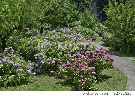 Chikuin Hydrangea Garden 92751826