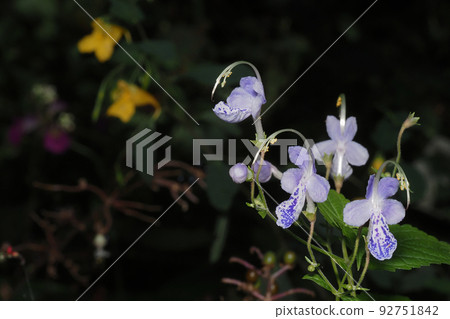 Caliphone花 Caliphone花 92751842