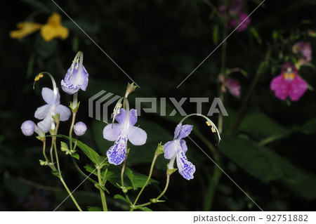 Caliphone花 Caliphone花 92751882