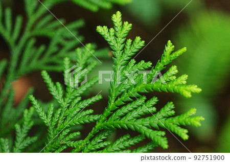 Hiba (Asunaro) leaves 92751900