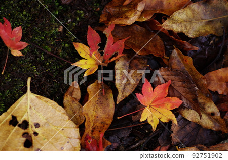 Autumn fallen leaves 92751902