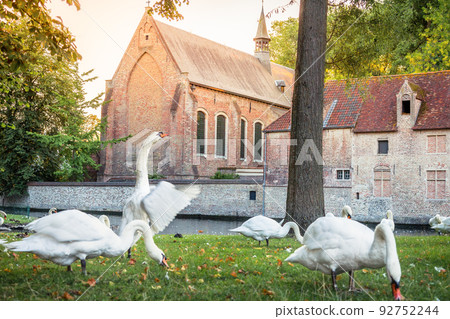 Swans resting near Beguinage and idyllic canal, Bruges, Belgium Swans resting near Beguinage and idyllic canal, Bruges, Belgium 92752244