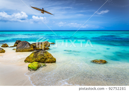 Pelican flying over idyllic caribbean beach in Aruba, Dutch Antilles Pelican flying over idyllic caribbean beach in Aruba, Dutch Antilles 92752281