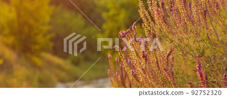 Beautiful wild flowers, purple wild peas, nature close-up macro. Landscape wide format, copy space, warm yellow tones. photo banner Beautiful wild flowers, purple wild peas, nature close-up macro. Landscape wide format, copy space, warm yellow tones. photo banner 92752320