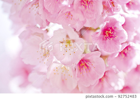 這是公園內盛開的河津櫻(河津櫻花)花的特寫照片。 這是公園內盛開的河津櫻(河津櫻花)花的特寫照片。 92752483